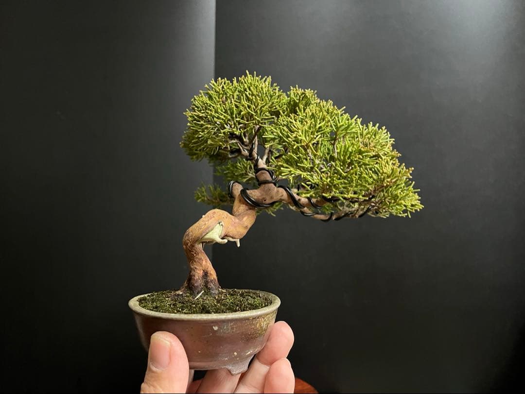 真柏盆栽　糸魚川真柏　古木　捻転幹　小品盆栽　ミニ盆栽　樹高15.5cm