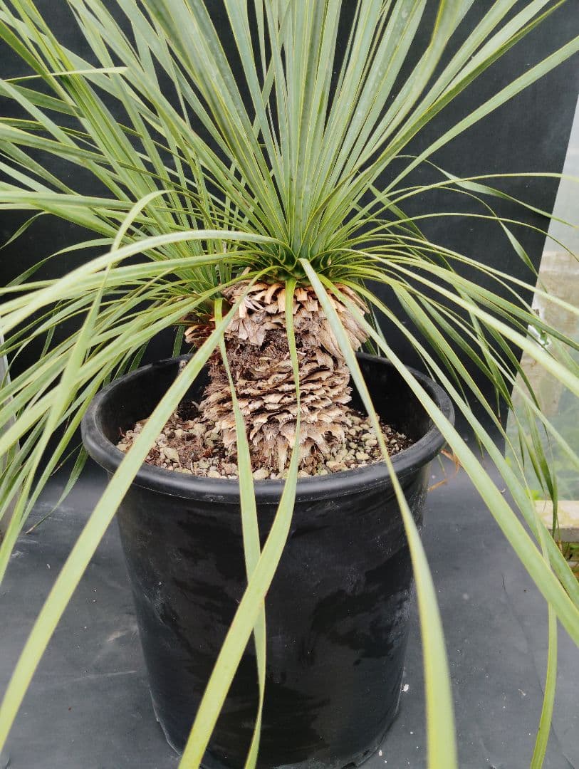 s*a様 ユッカ　ロストラータ　2頭