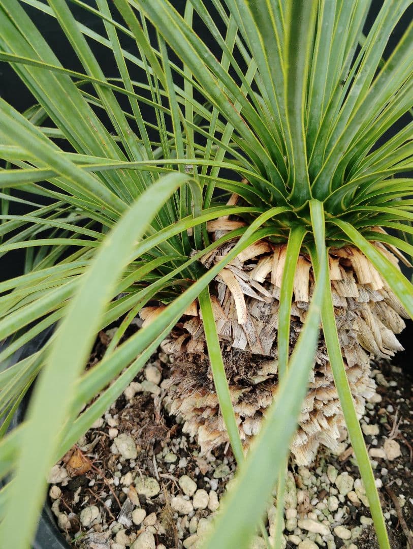 s*a様 ユッカ　ロストラータ　2頭