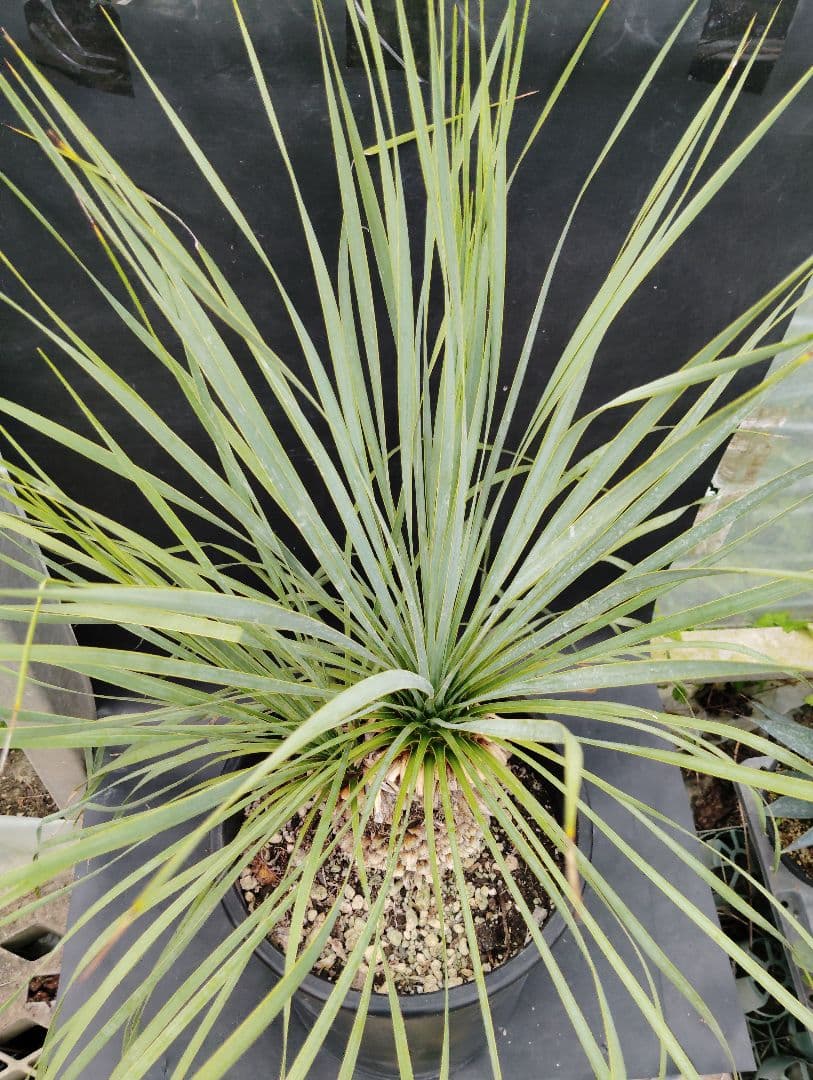 s*a様 ユッカ　ロストラータ　2頭