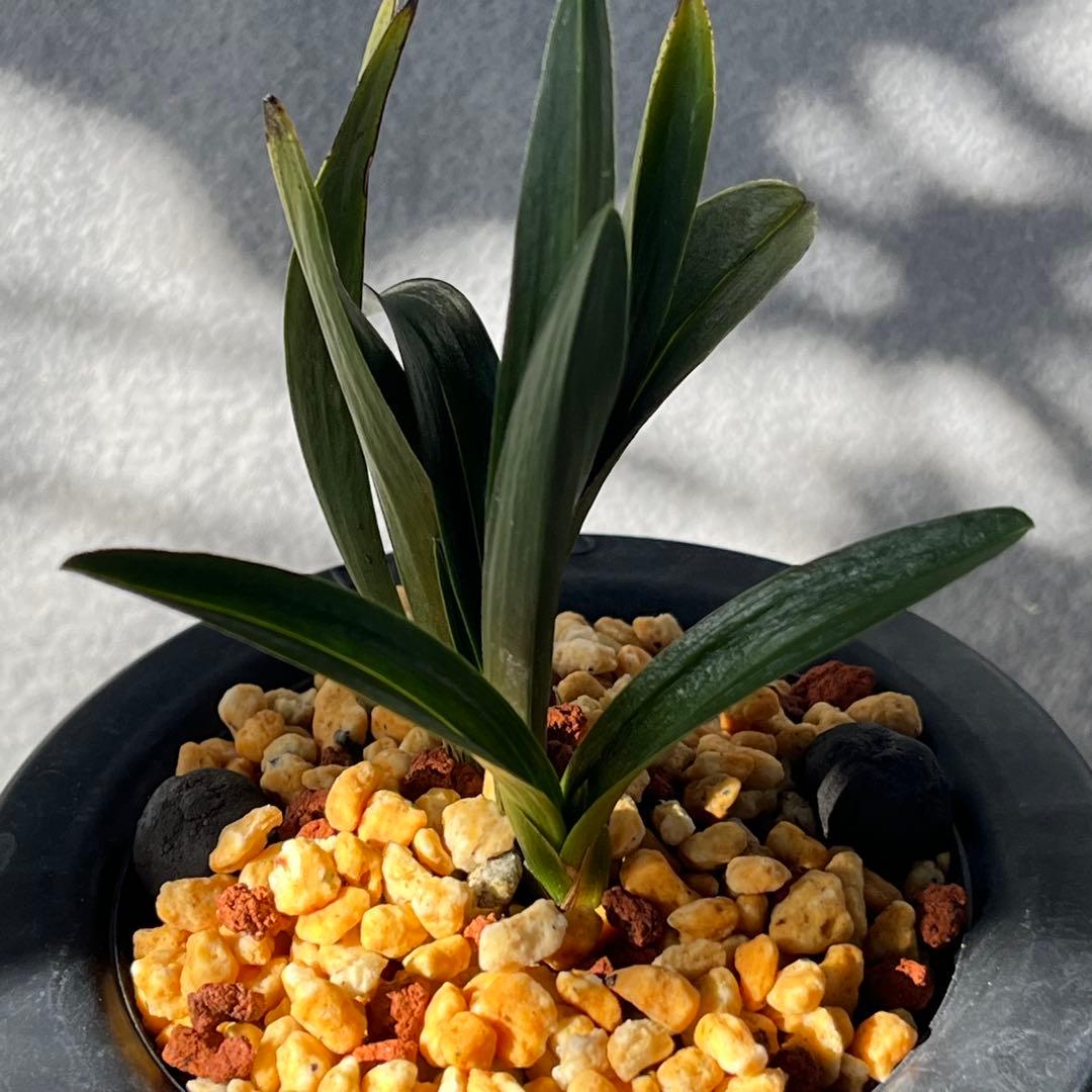 韓国春蘭　『羅紗チャボ』3本立 日本春蘭　春蘭　寒蘭　東洋蘭　山野草　多肉植物