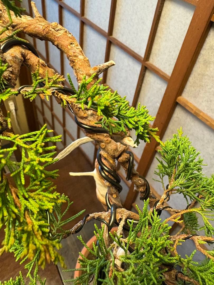 真柏盆栽❗️フォロワー150人記念値下げ❗️しなやかな動き！文人木盆栽！風情