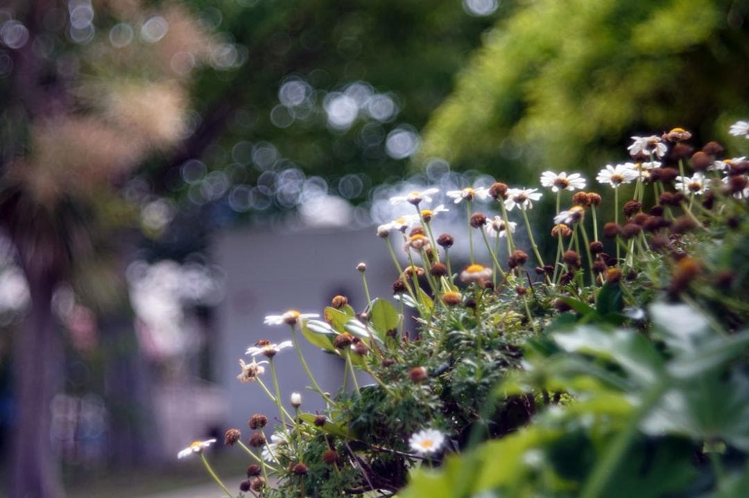 55 未使用　バブルボケレンズ Pentacon（Diaplan)80mmM42