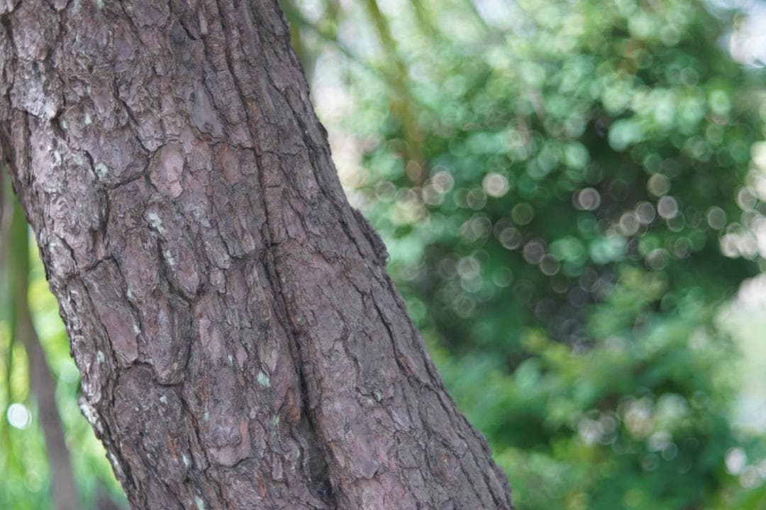 55 未使用　バブルボケレンズ Pentacon（Diaplan)80mmM42