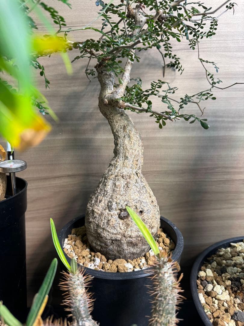 【bon25】【盆栽風】【発根済】オペルクリカリアパキプス　コレクション株