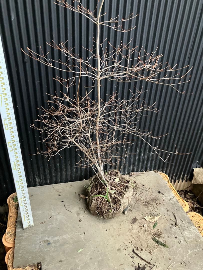 山採り　ドウダンツツジ　t