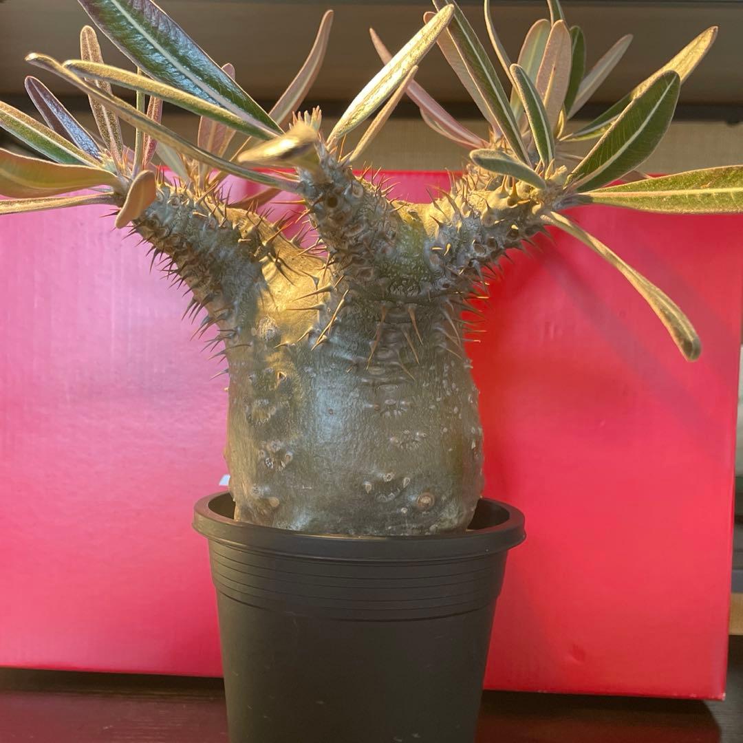 パキポディウム　カクチペス（実生）