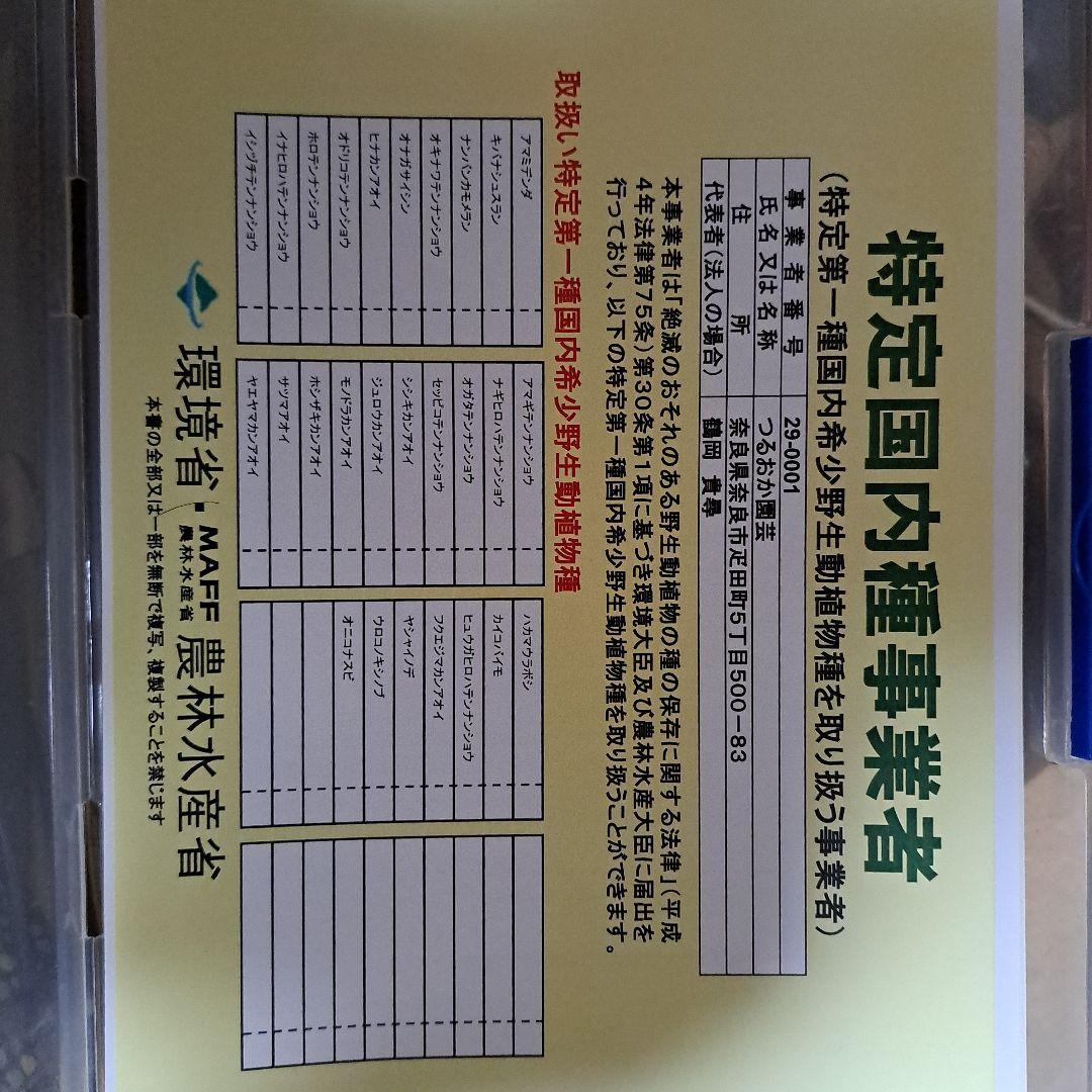 ノ*イ様 山野草　ユリ　コバイモ　カイコバイモ　山梨県産　実生　1球