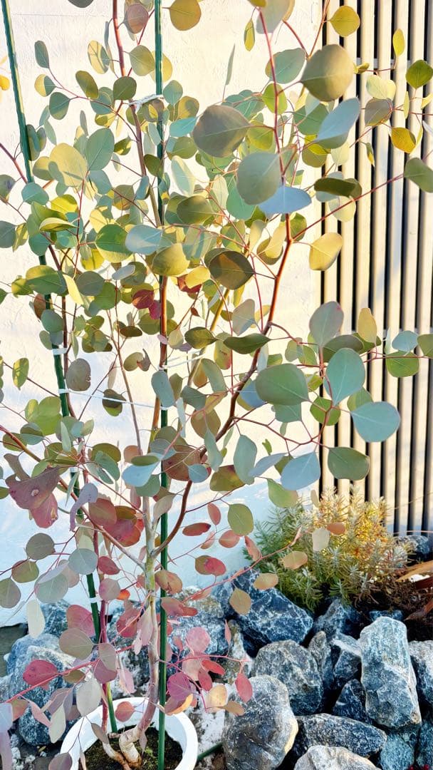 へらーりおまとめリクエスト。幹太ユーカリポポラス2.0M(鉢底から)品番B