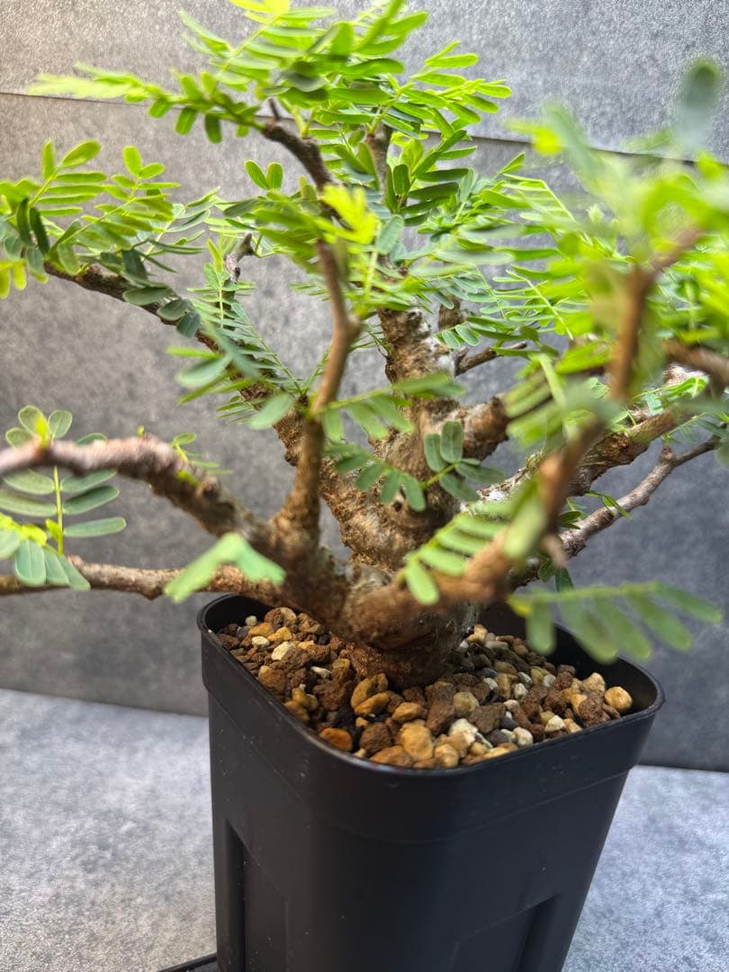 センナ　メリディオナリス　海外実生　発根済み　402