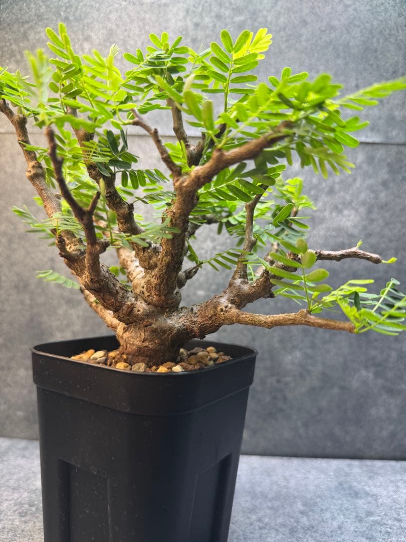 センナ　メリディオナリス　海外実生　発根済み　402