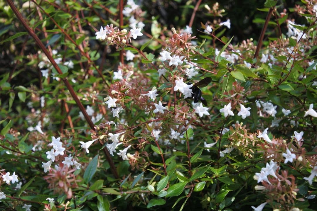 ニコン Nikon 1 J5 レンズキット