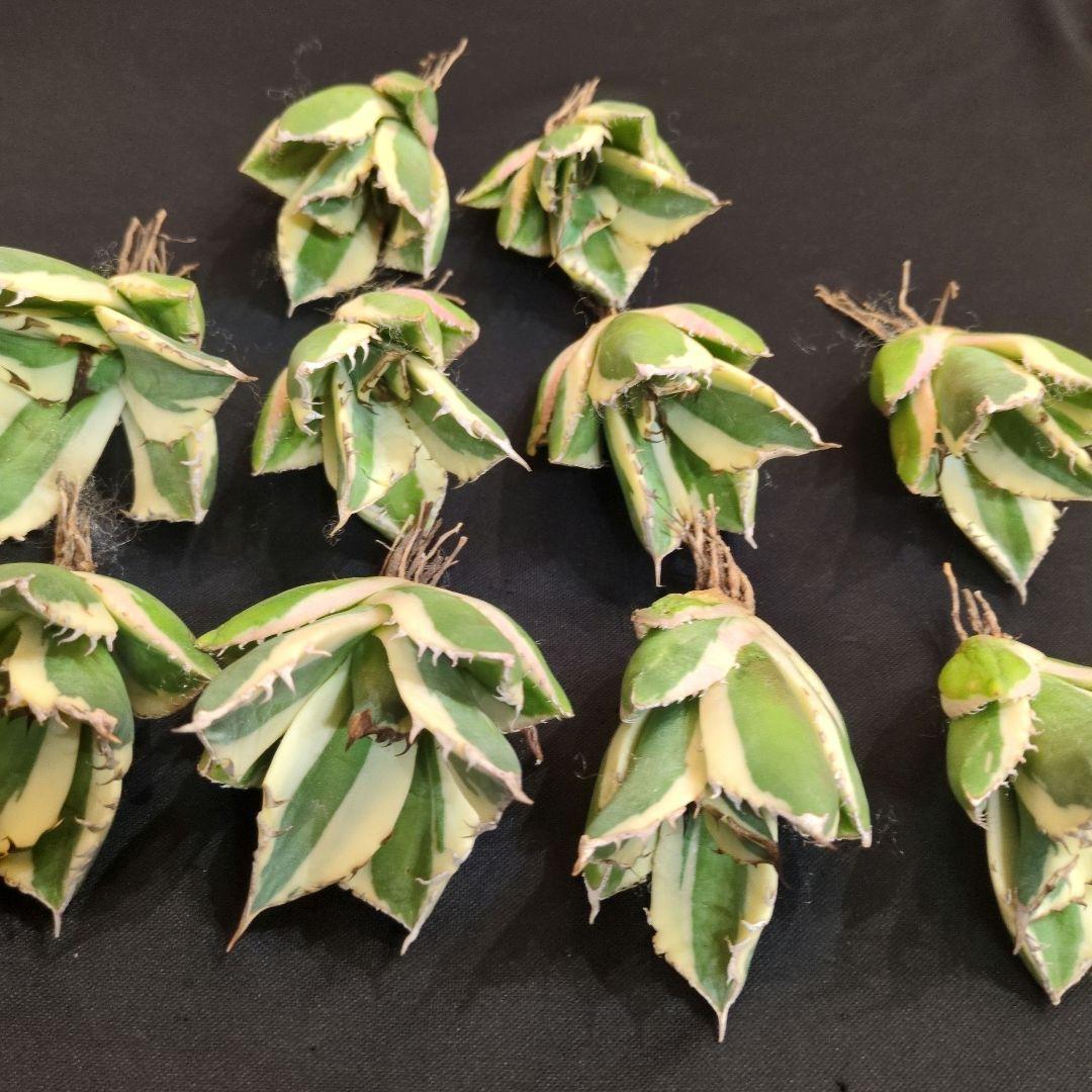 I*m様 アガベ　スナグルトゥース　10本セット　暴牙　チタノタ　白鯨　オテロイ