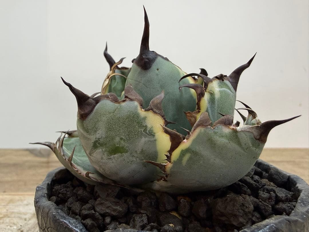 ブラックアンドブルー【ピンク斑入り】【ボールタイプ】【ramat鉢】