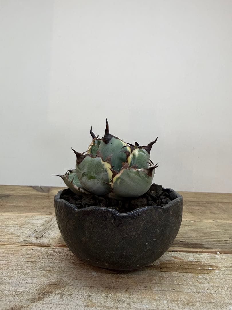 ブラックアンドブルー【ピンク斑入り】【ボールタイプ】【ramat鉢】