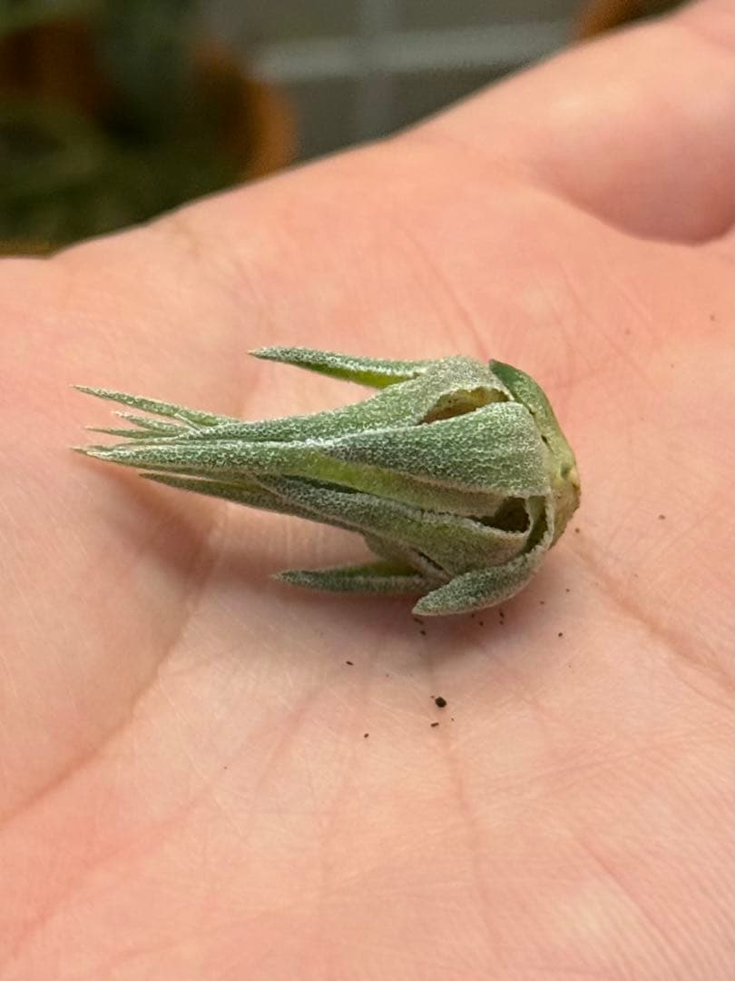 ブロメリア・エアープランツ Tillandsia sprengeliana coastal form