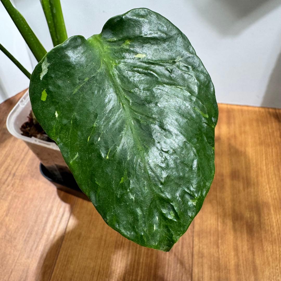 激レア？　モンステラ　デリシオーサ　緑斑&黄斑&白斑