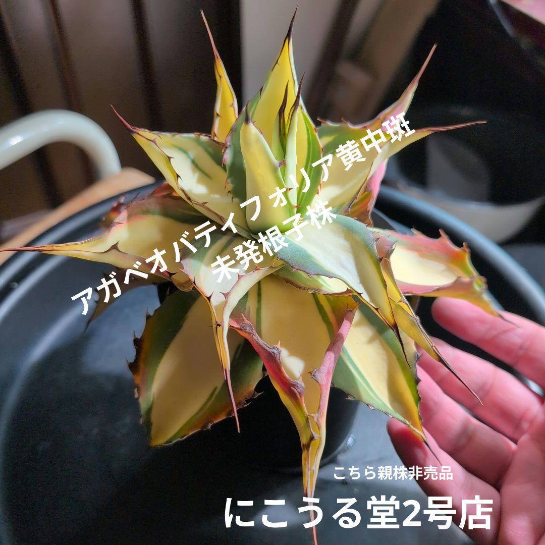 M*K様 アガベオバティフォリア黄中斑　未発根子株
