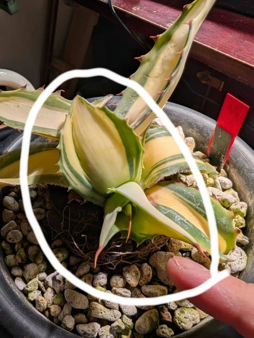 M*K様 アガベオバティフォリア黄中斑　未発根子株