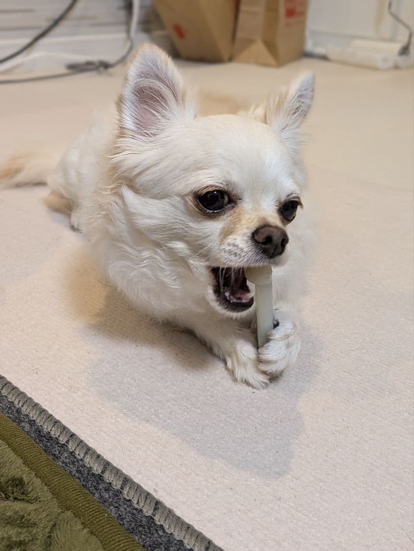 1月26日限定価格♪Canon EF 100-300mm USM