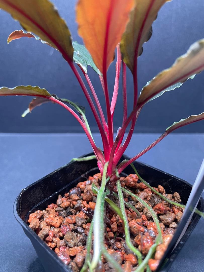 Homalomena aff. vittifolia \"赤備\" ホマロメナ　赤軸