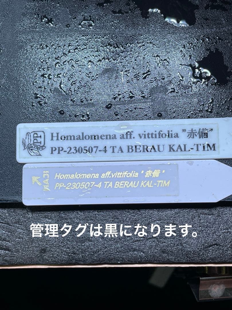 Homalomena aff. vittifolia \"赤備\" ホマロメナ　赤軸