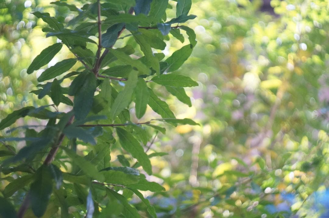 HELIOS-44-2 58mm f2 MMZ 光学良好ぐるぐるボケ　ロシア製