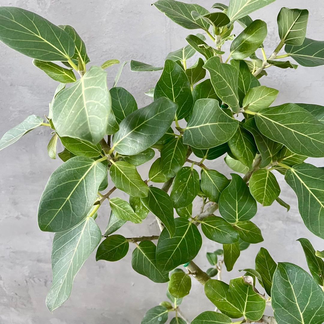 大型　フィカス　ベンガレンシス　オードリー　陶器鉢　植え込み発送