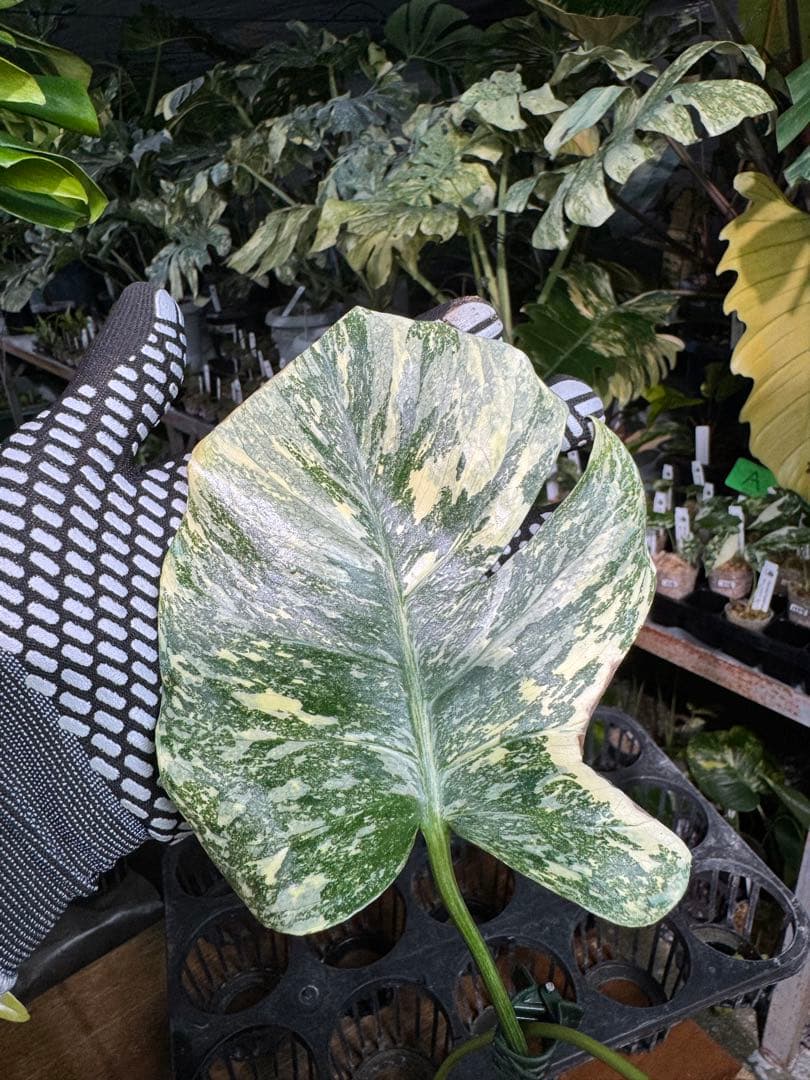 真・ホワイトスノー（白雪）モンステラ タイコンステレーション