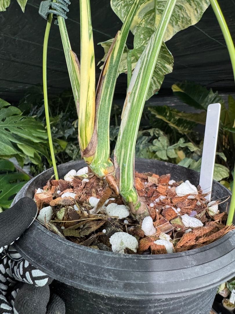 真・ホワイトスノー（白雪）モンステラ タイコンステレーション