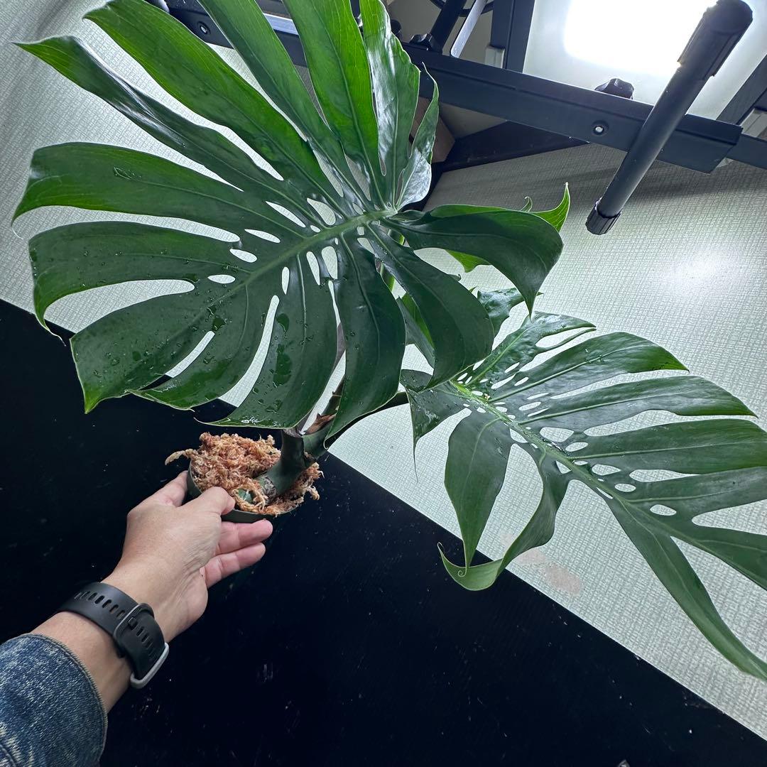 G*i様 モンステラデリシオーサマクロコズム超希少系統鉢植え