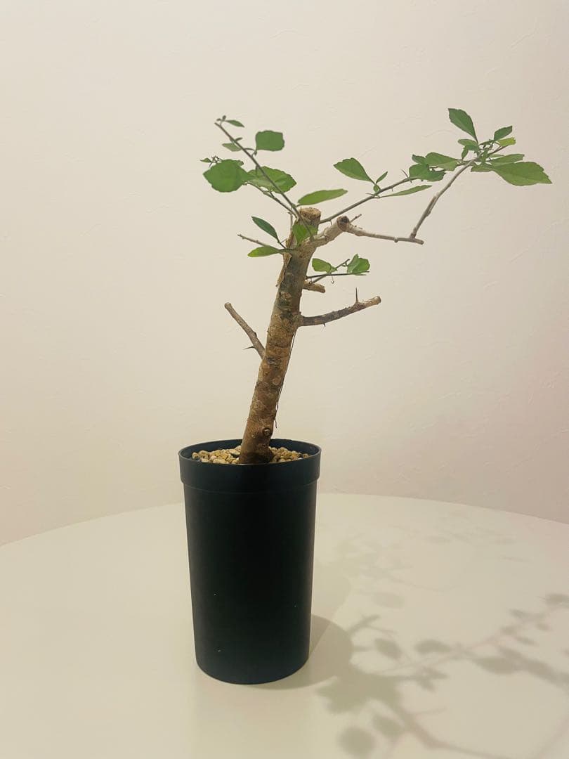 コミフォラ シンプリキフォリア