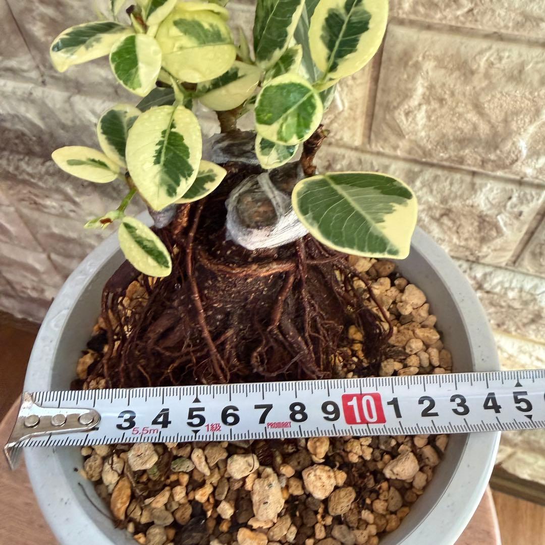 パンダガジュマル 斑入り 極上株｜三ヶ所接木｜気根発達｜発根済み｜現品