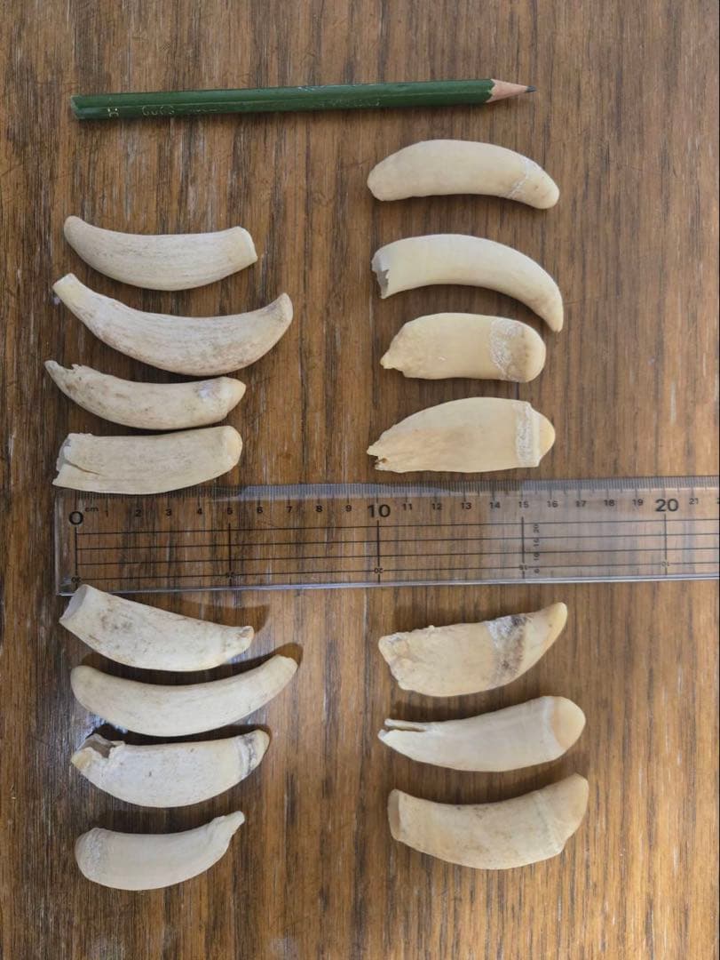 マッコウクジラの歯 アクセサリー素材 15個セット