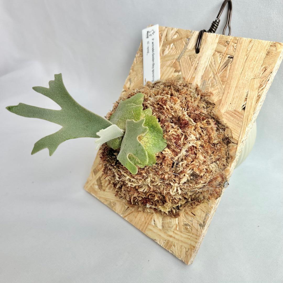 P. wilinckii Golden Boy spore【48】