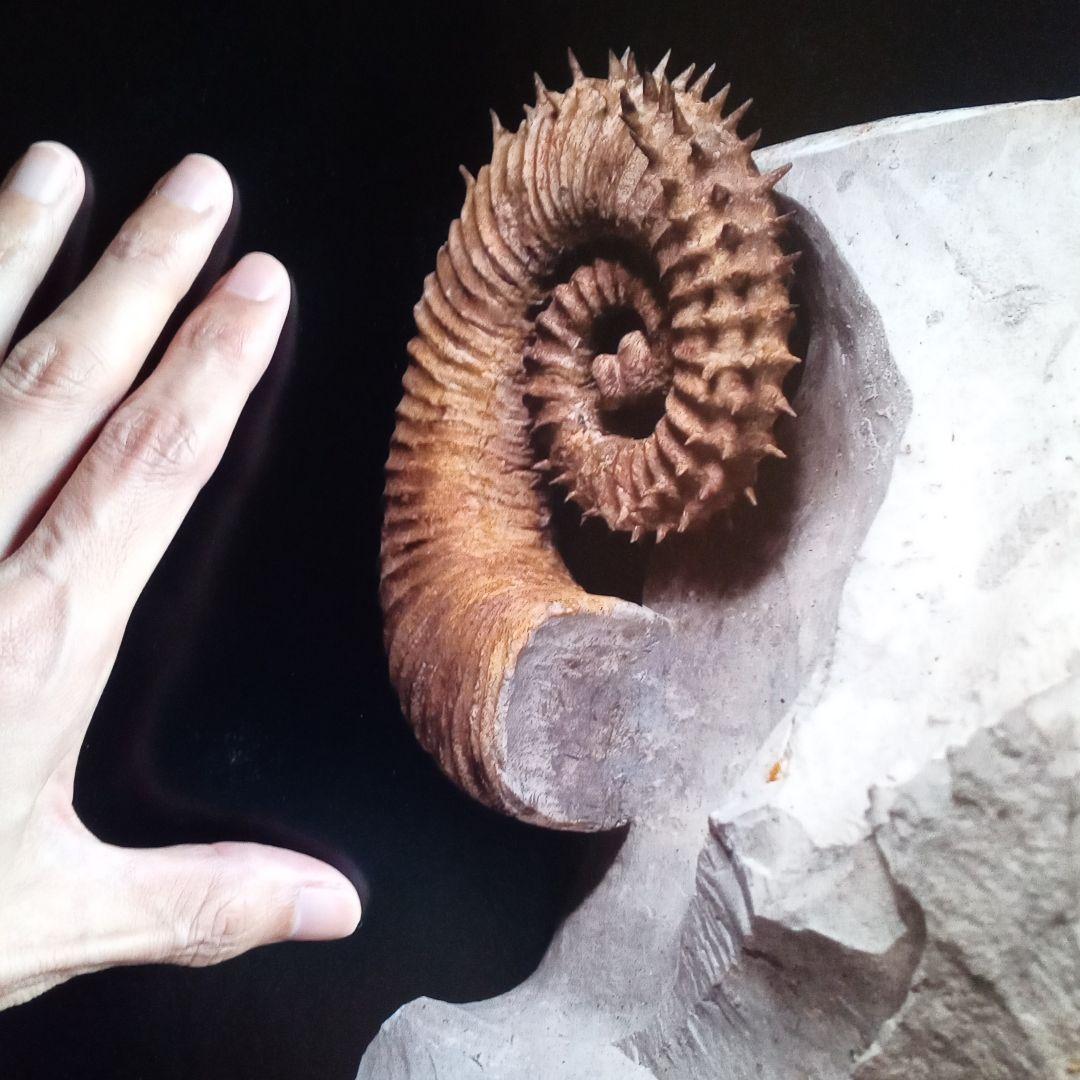 化石　図鑑　異常巻き　アンモナイト　超豪華本