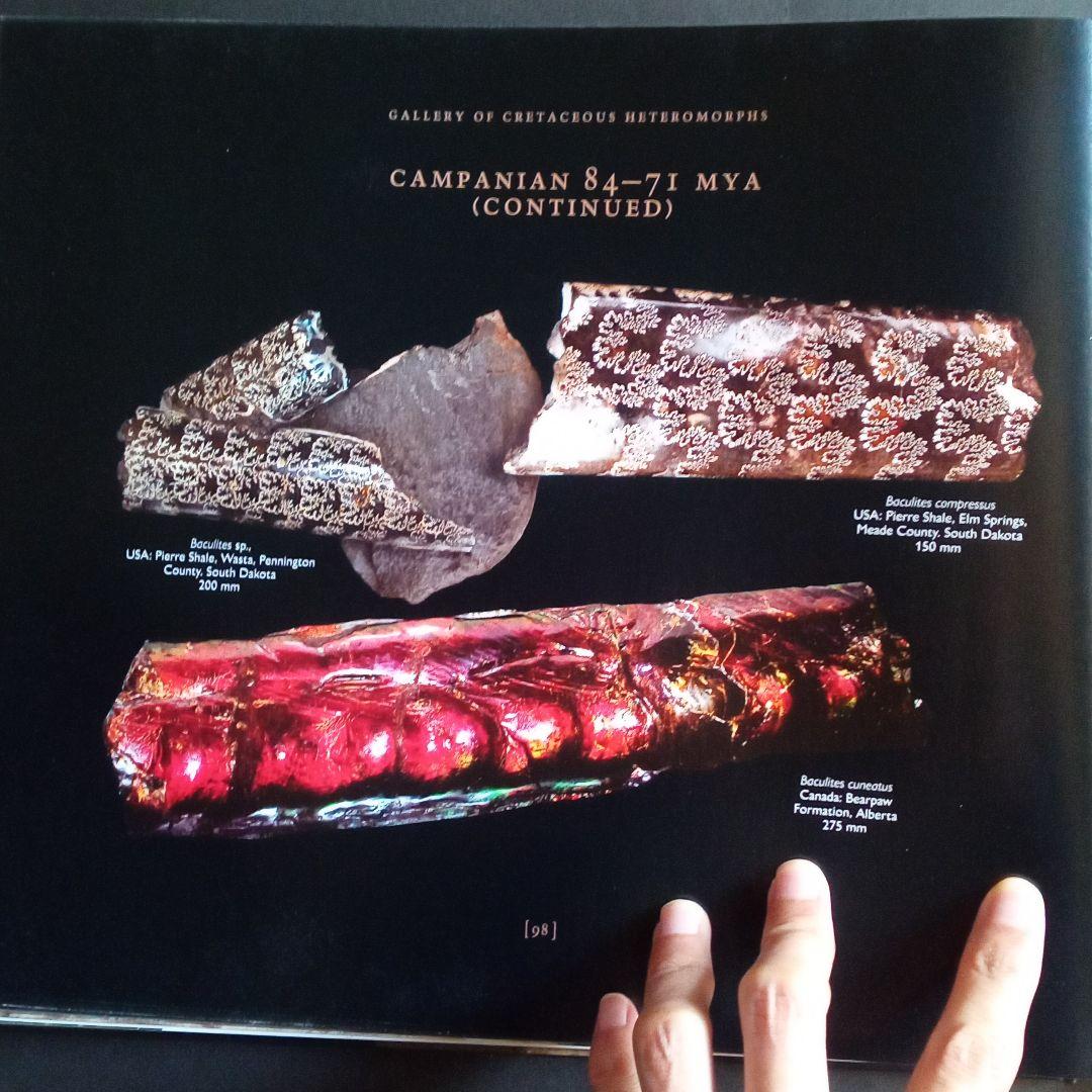 化石　図鑑　異常巻き　アンモナイト　超豪華本