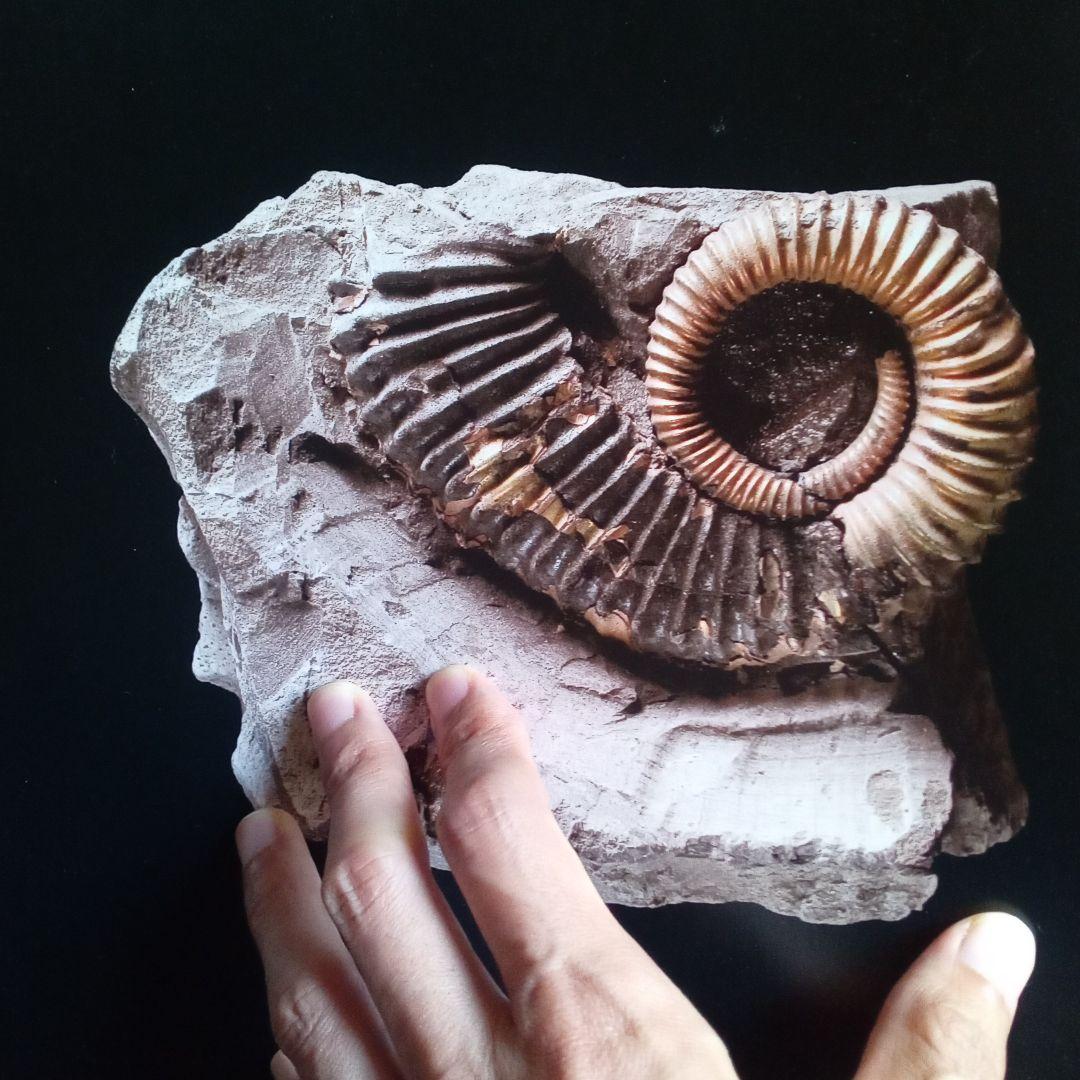 化石　図鑑　異常巻き　アンモナイト　超豪華本