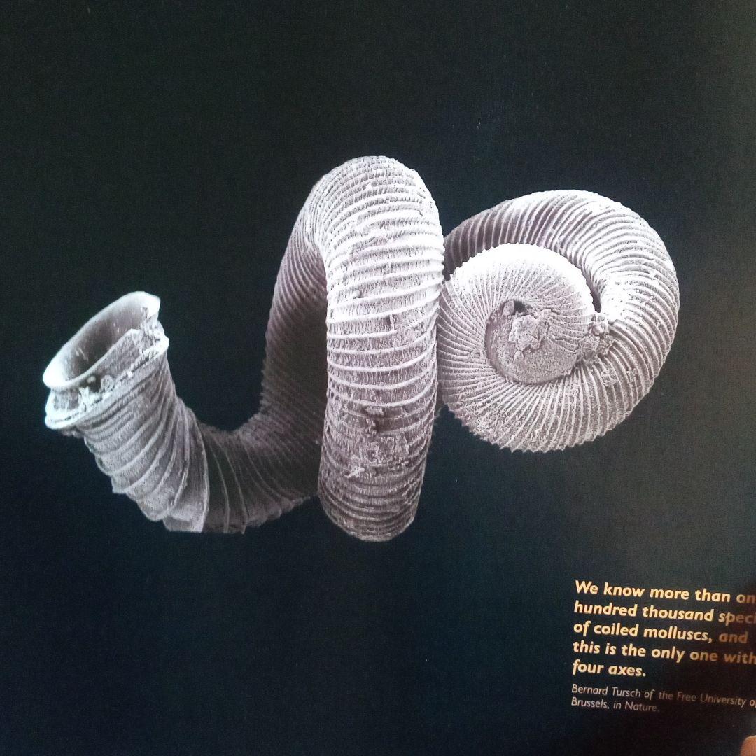 化石　図鑑　異常巻き　アンモナイト　超豪華本