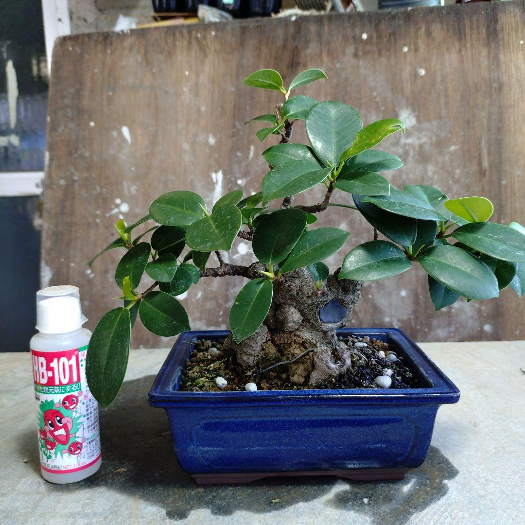 イボガジュマル