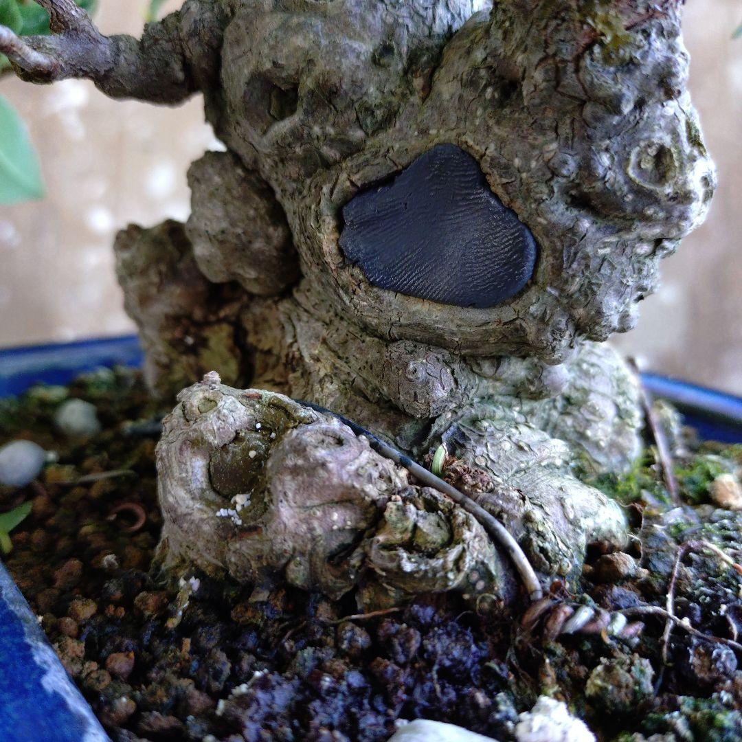 イボガジュマル