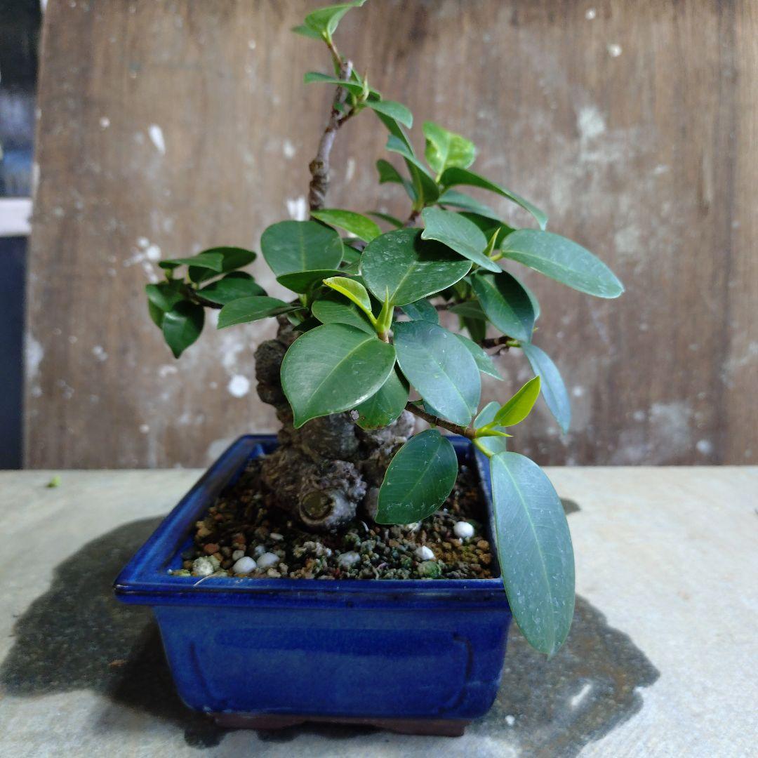 イボガジュマル