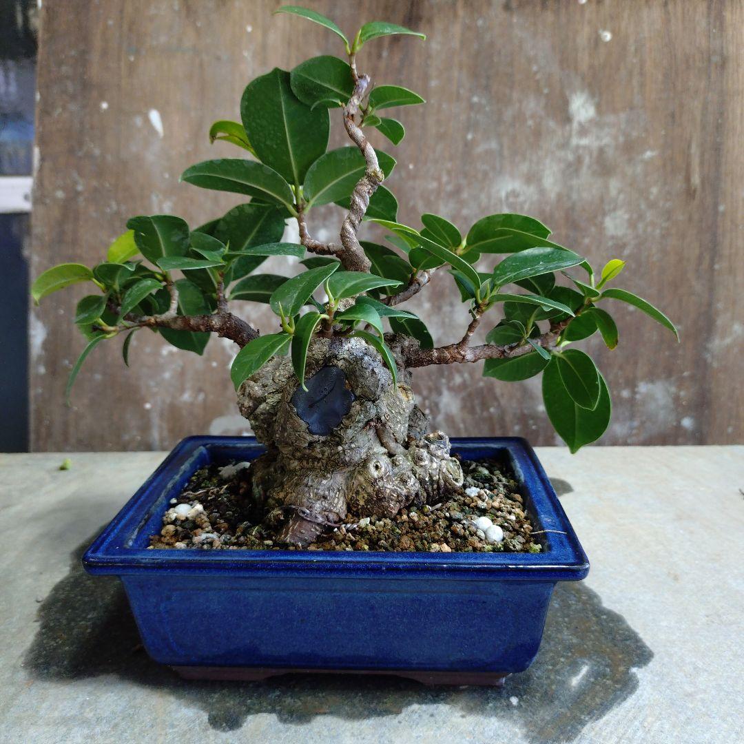 イボガジュマル