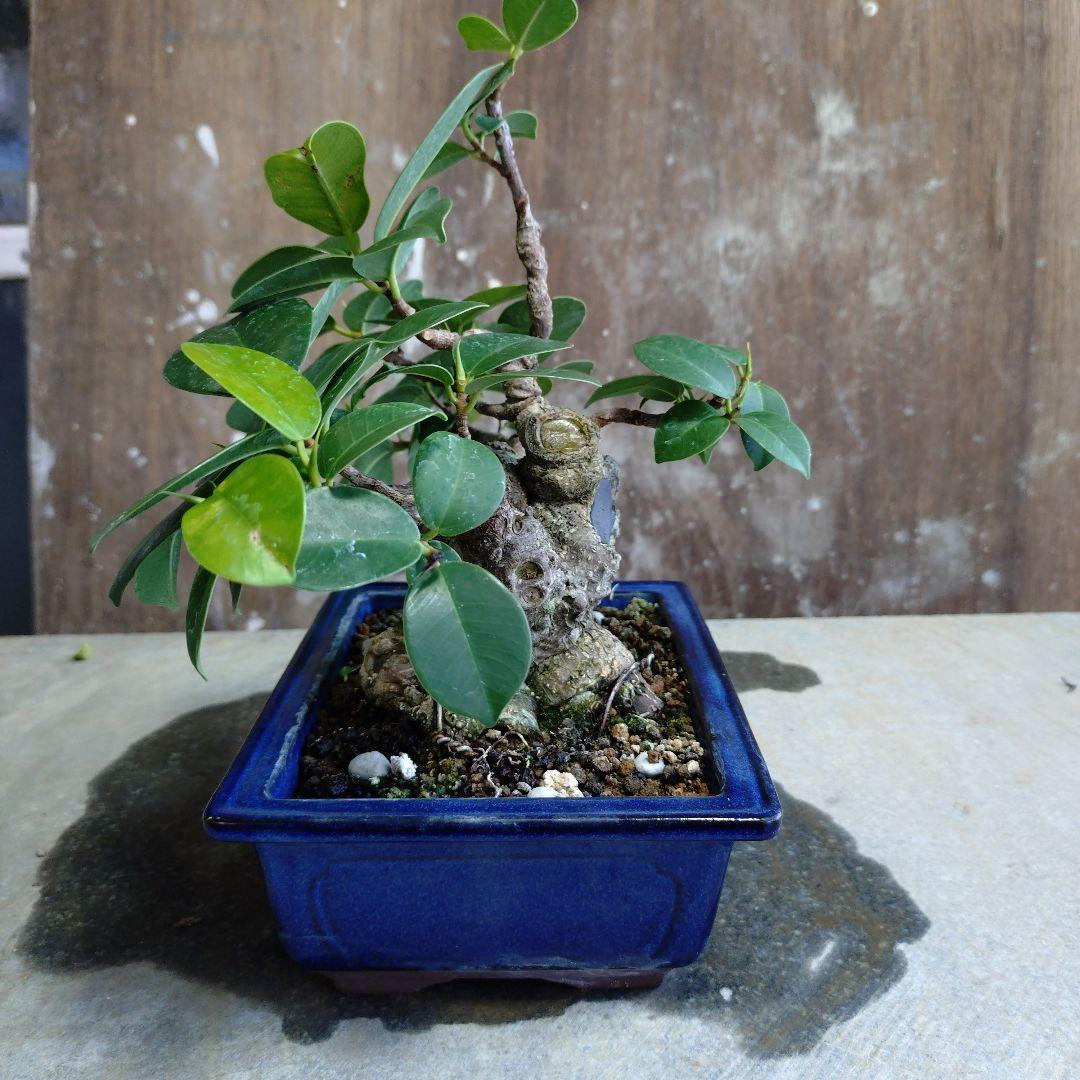 イボガジュマル