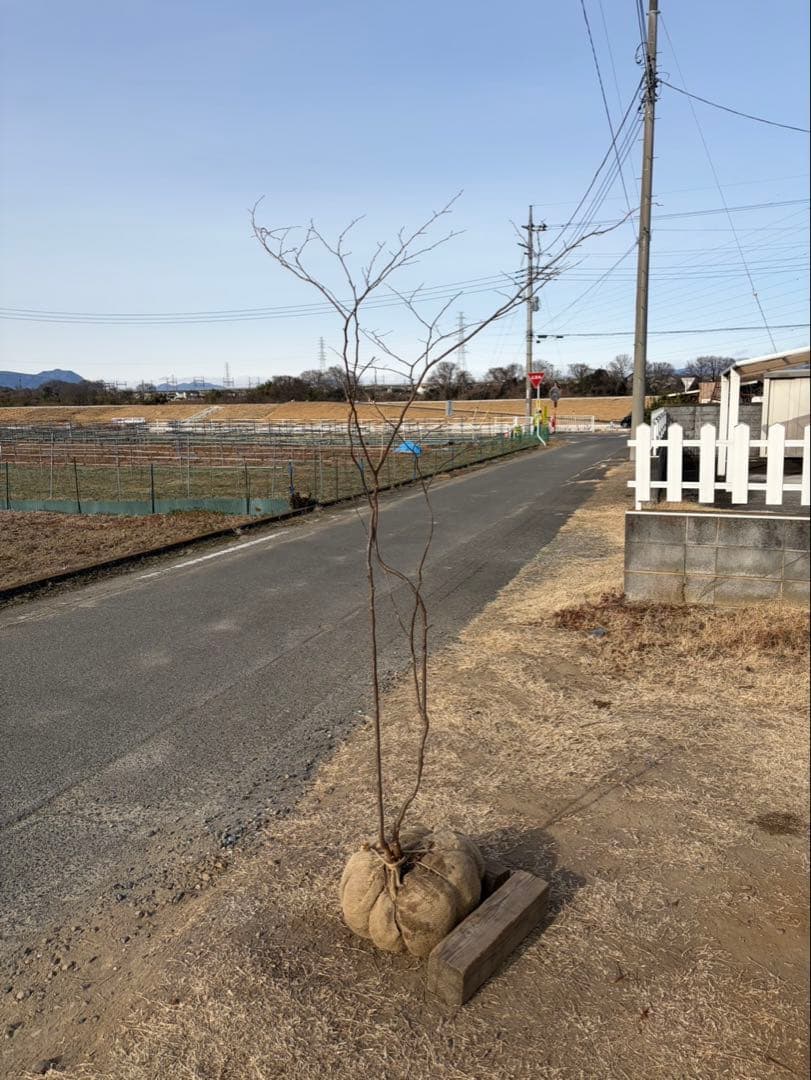 山採り ナツハゼ 自然樹形