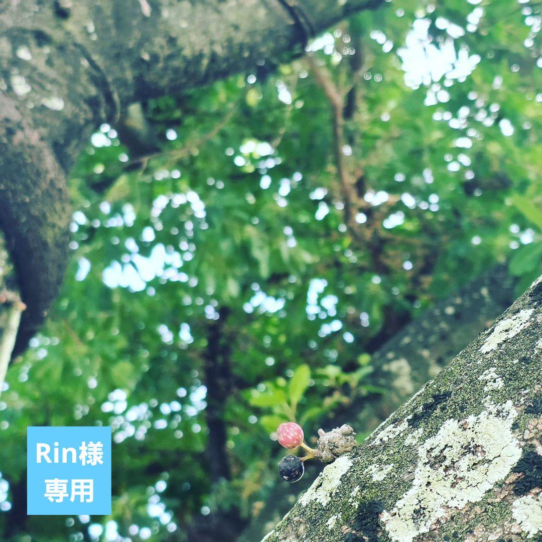 シャンプー RinHD