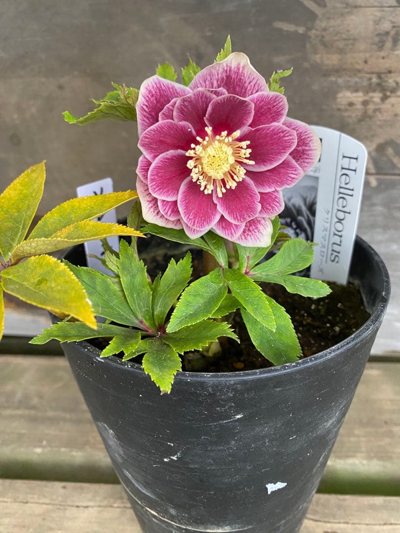 し*す様 ソレイユ　広瀬園芸