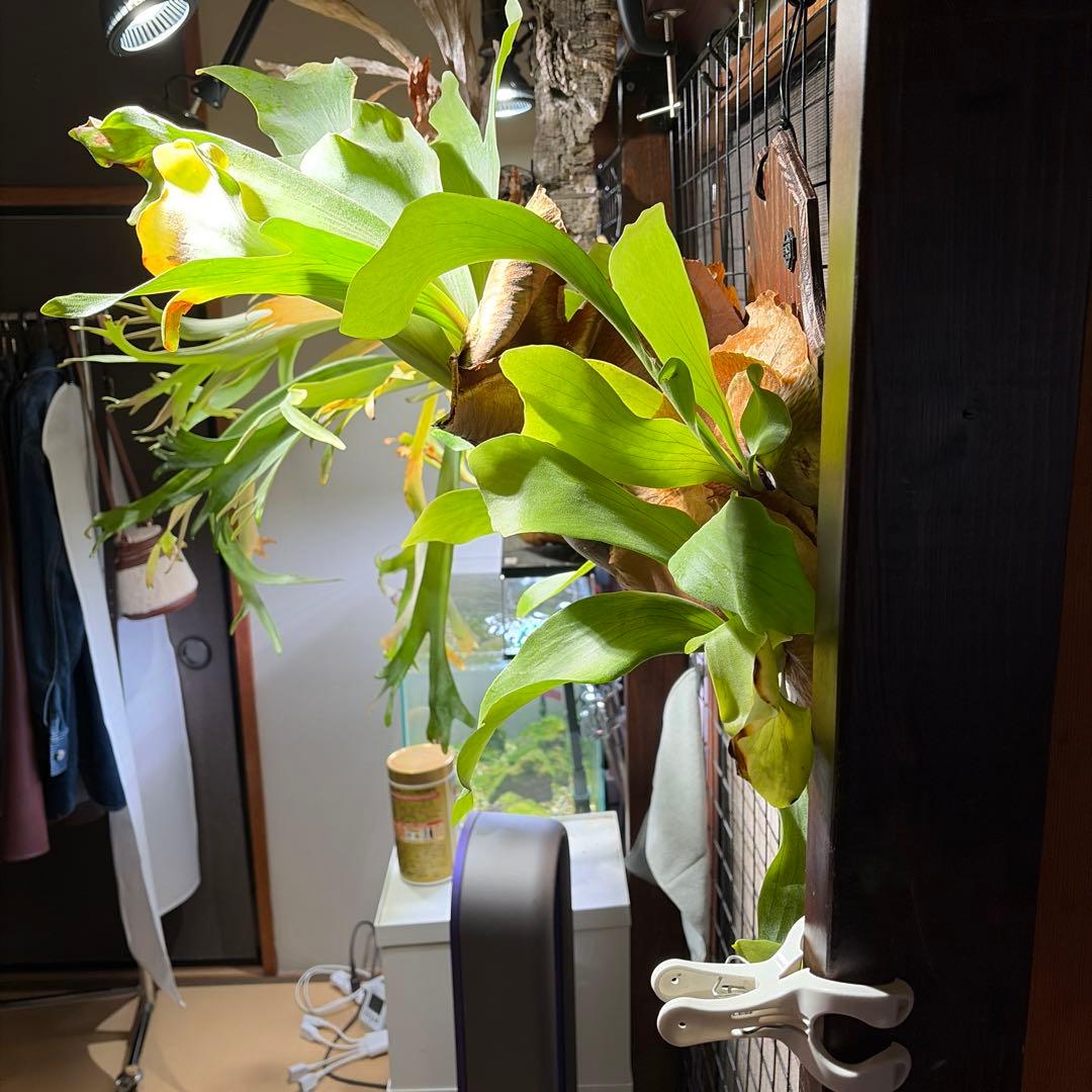 ビカクシダ　コウモリラン　ヒリー