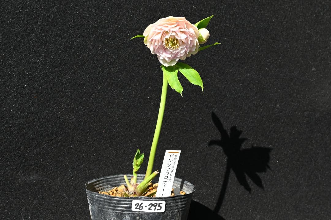 クリスマスローズ　認定ピンクアフロディーテ　加藤農園