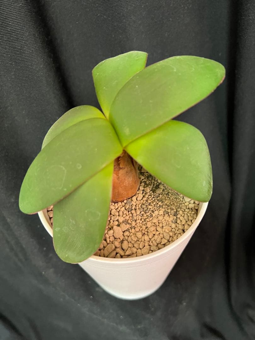 ブルンスビギア オリエンタリス